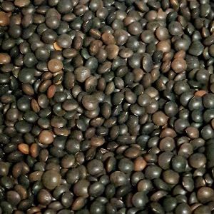 Black Lentils