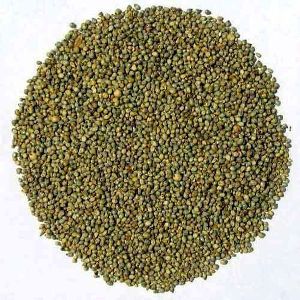 Millet Seeds