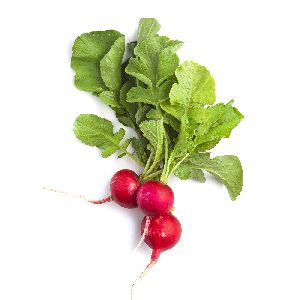 Fresh Red Radish