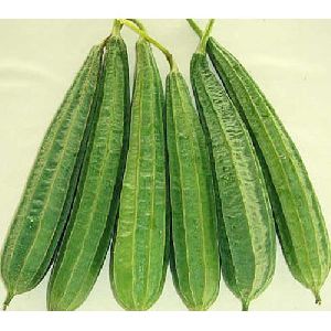 Fresh Ridge Gourd