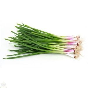 Fresh Spring Onion