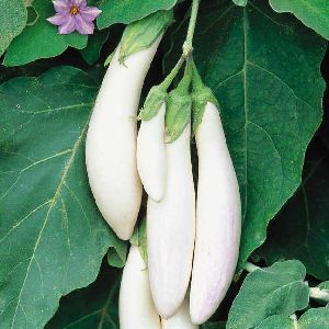 Fresh White Brinjal