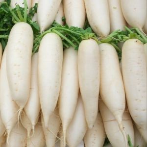 Fresh White Radish