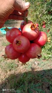 Fresh pomegranate