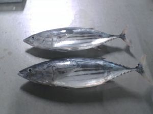 Frozen Skipjack Tuna Fish