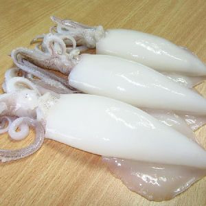 Frozen Squid Fish