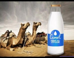 camel milk