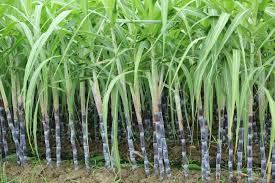 Sugarcane Plants