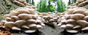 Oyster Mushroom