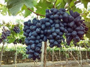 Black Jumbo Seedless Grapes