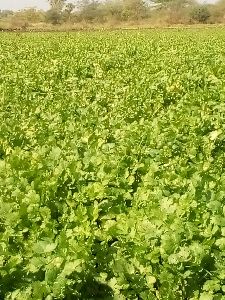 Coriander Leaves