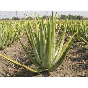 Aloe Vera Leaf