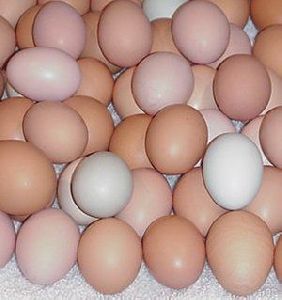 Brown Country Chicken Egg