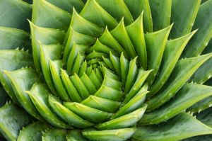 Aloe Vera Leaves