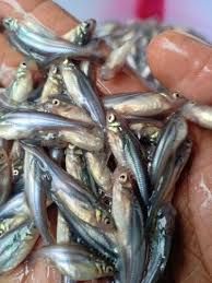 Pangasius Fish Seed