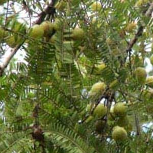 Amla Oil