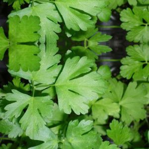 Organic Coriander Oil