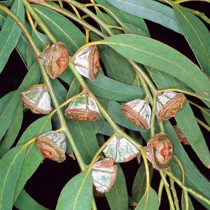Organic Eucalyptus Oil