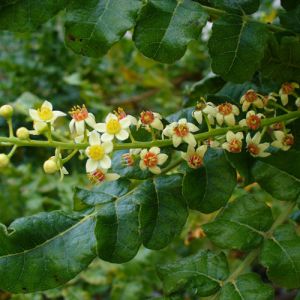 Organic Frankincense Oil