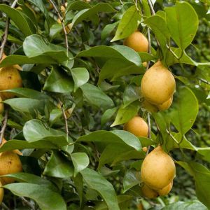 Organic Nutmeg Oil