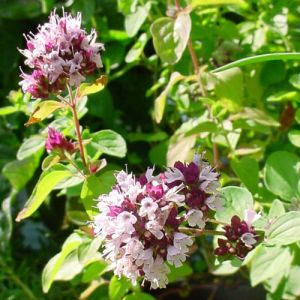 Organic Oregano Oil