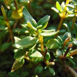 Organic Thyme Oil