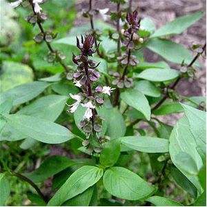 Basil Essential Oil