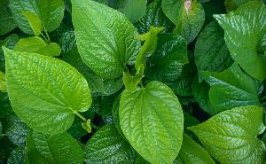 betel leaf essential oil