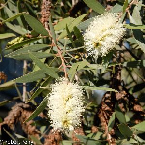 Cajeput Essential Oil