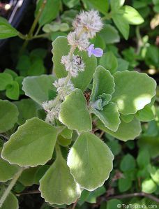 Camphor Essential Oil