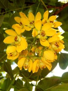 Cassia Essential Oil