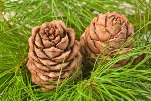 Cedarwood Essential Oil