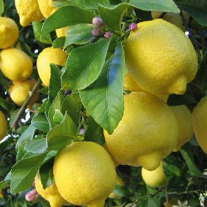 Citron Tree Essential Oil