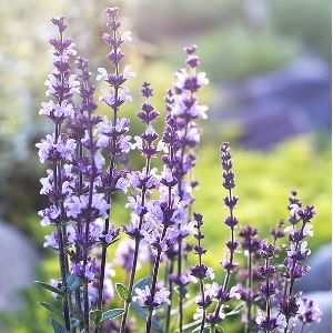 Clary Sage Essential Oil