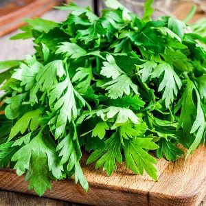 Coriander Oil