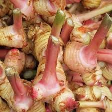 Galangal Oil