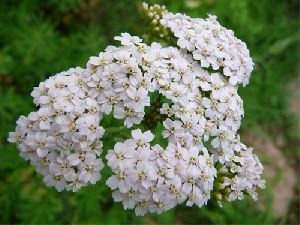 Milfoil Oils ( Yarrow) Oil