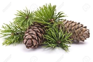 Pine Oil