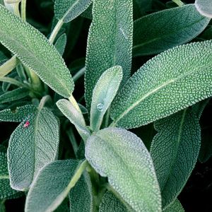 Sage Oil