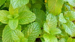 Spearmint Oil