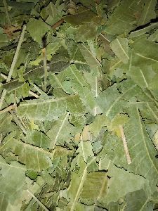 Neem Leaves