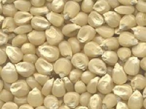 White Maize Seeds