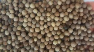 Hybrid Vegetable Seeds