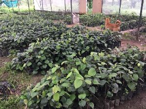 Black Pepper Plants