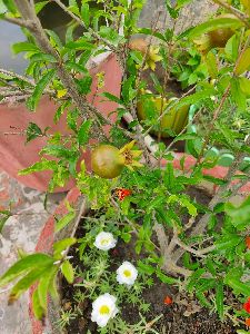 Dwarf Pomegranate Plant\'s