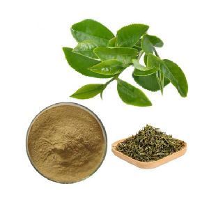 Camellia sinensis