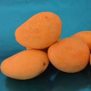 Badami Mango