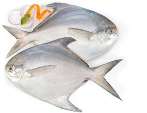 White Pomfret Fish