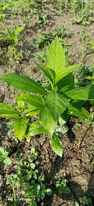 sarpagandha Medicinal plant