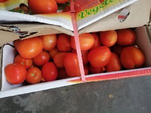 Tomato